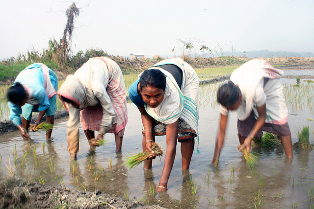 India's ‘serial innovator’ designs rice planting machine