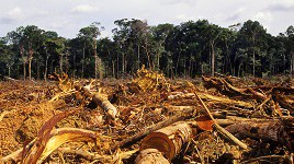 Dilma disappoints with weak rainforest target