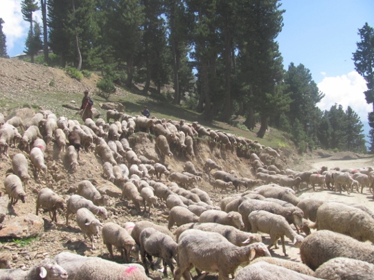 Military activities destroy Kashmir’s highland pastures