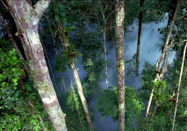 Mapping Change in the Amazon: How Satellite Images are Halting Deforestation