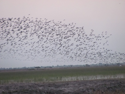 Kashmir’s shrinking wetlands threaten migratory birds