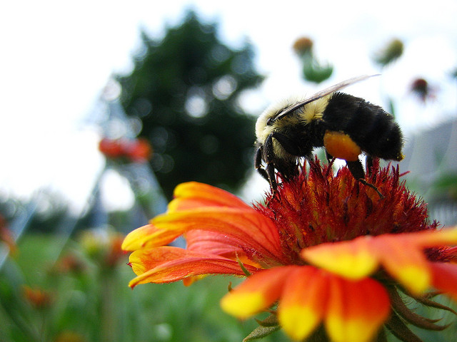 Bad news for Europe’s bumblebees