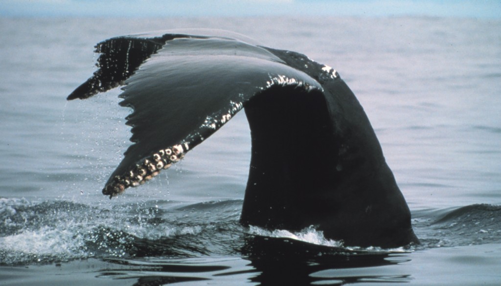 Whale dumps temper Antarctic warmth