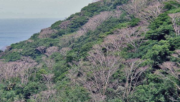 Indonesian Environmentalists Dispute Map of &quot;Forest Cover Gains&quot;