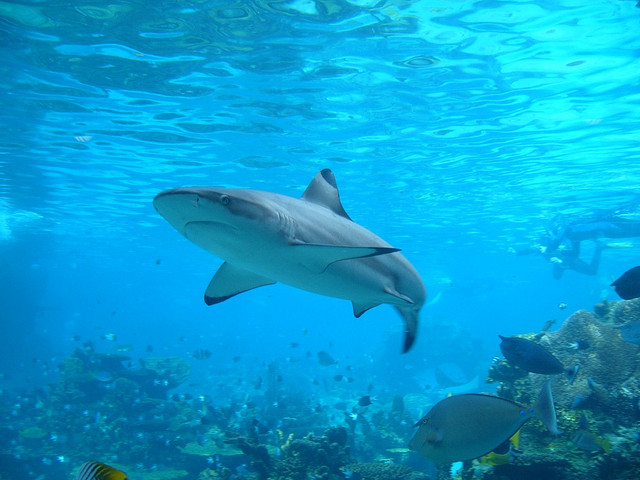 New Momentum for Shark Conservation Balances out Established Commercial Interests