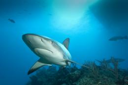 Shark Fishing's Chain of Beneficiaries