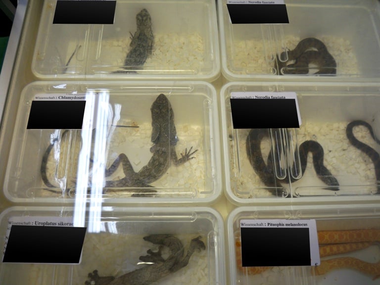 The world’s biggest reptile fair is also a hub for traffickers