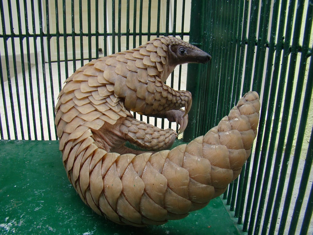 Stronger efforts needed to preserve the pangolin in South Asia
