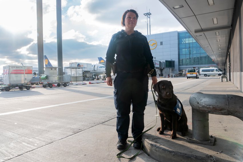 Germany turns to specially trained dogs to sniff out species smuggling