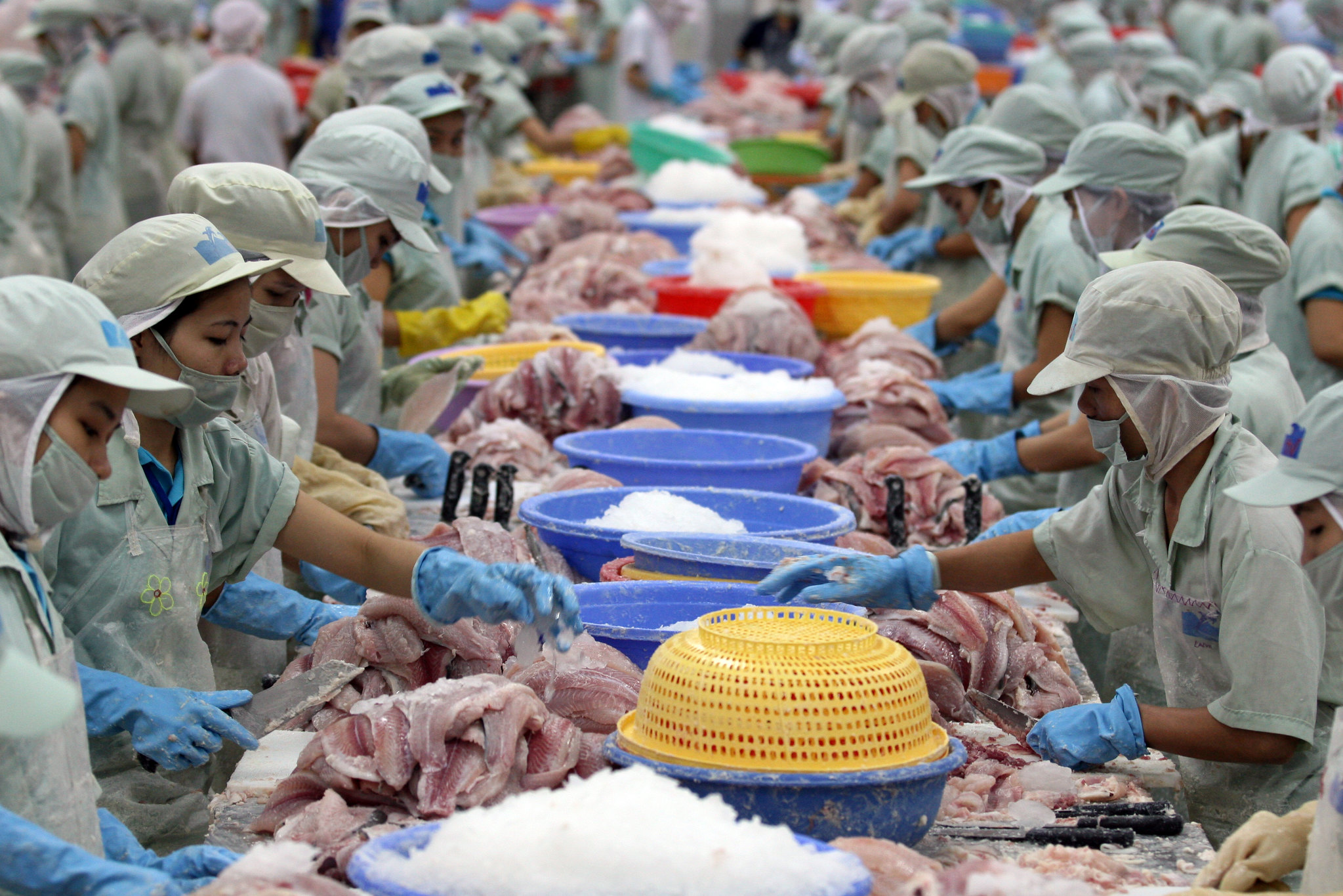 Workers sort fish in Vietnam