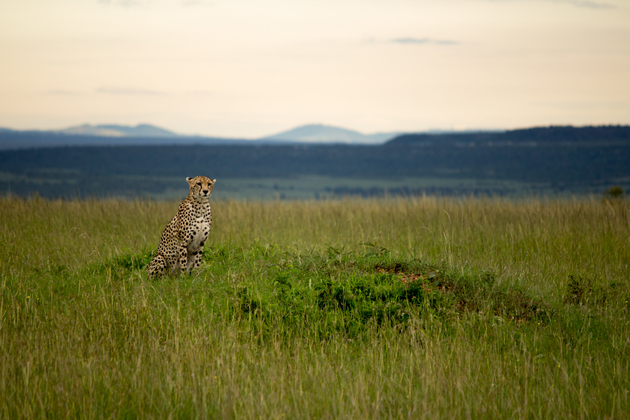 Cheetah in an open field