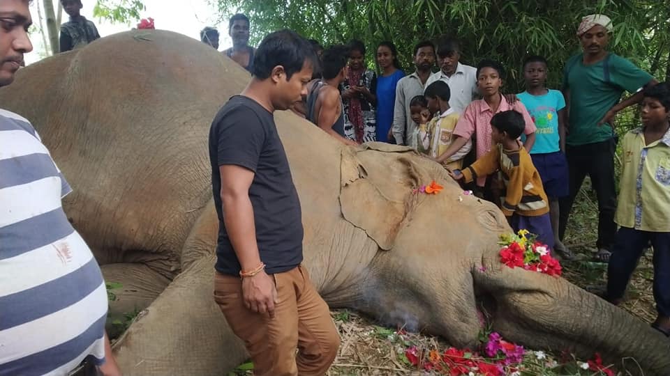 Investigation of an elephant found dead around Karbi