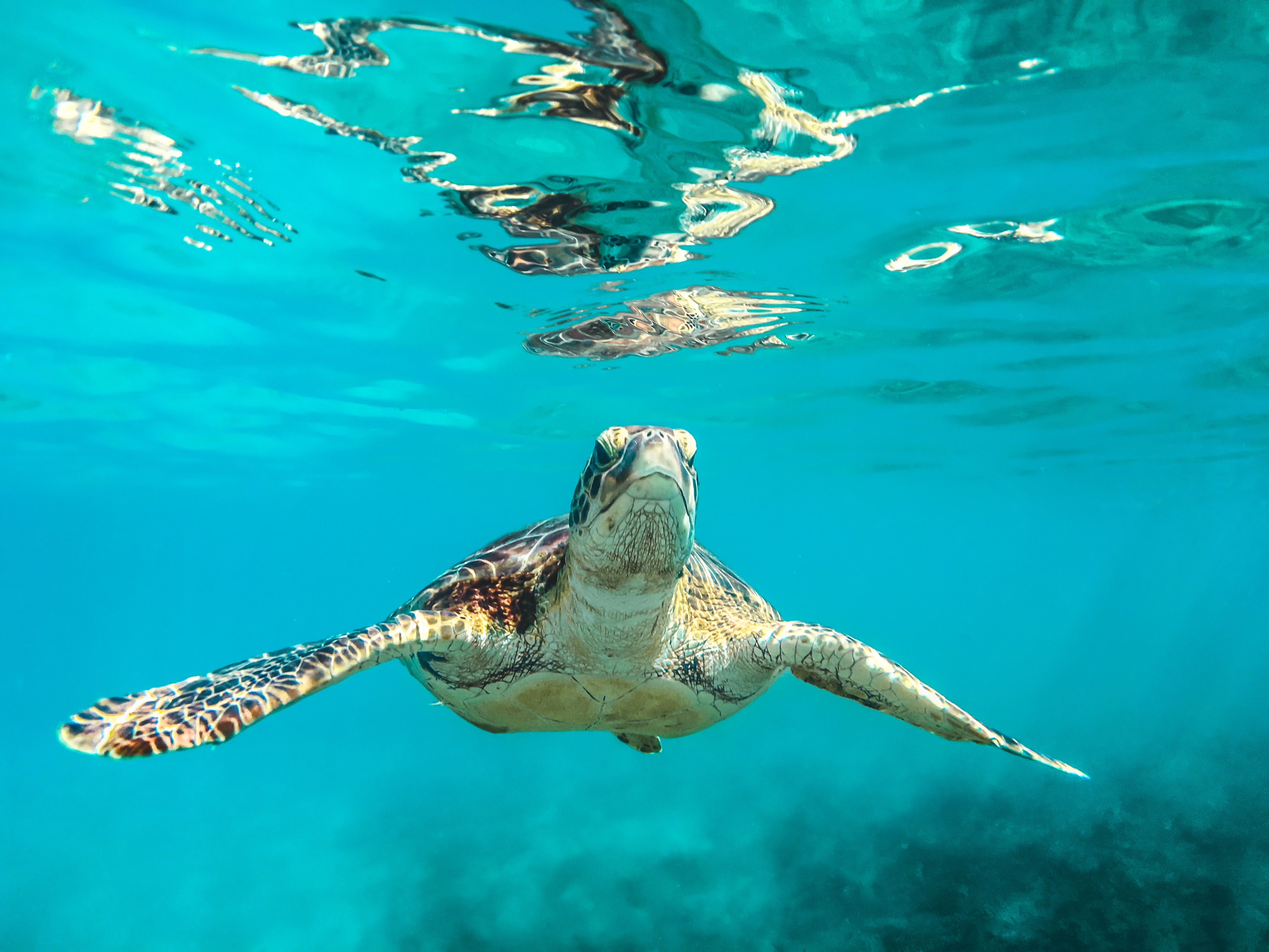 Рыбы морская черепаха. Морские черепахи барьерного рифа. Бисса, Барбадос. Барбадос морская черепаха. Черепахи индийского океана.