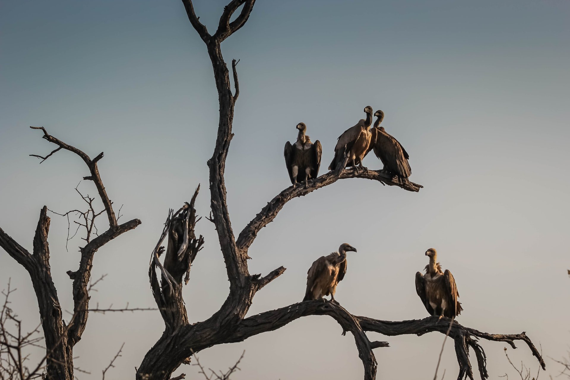 Vultures in a tree in South Africa