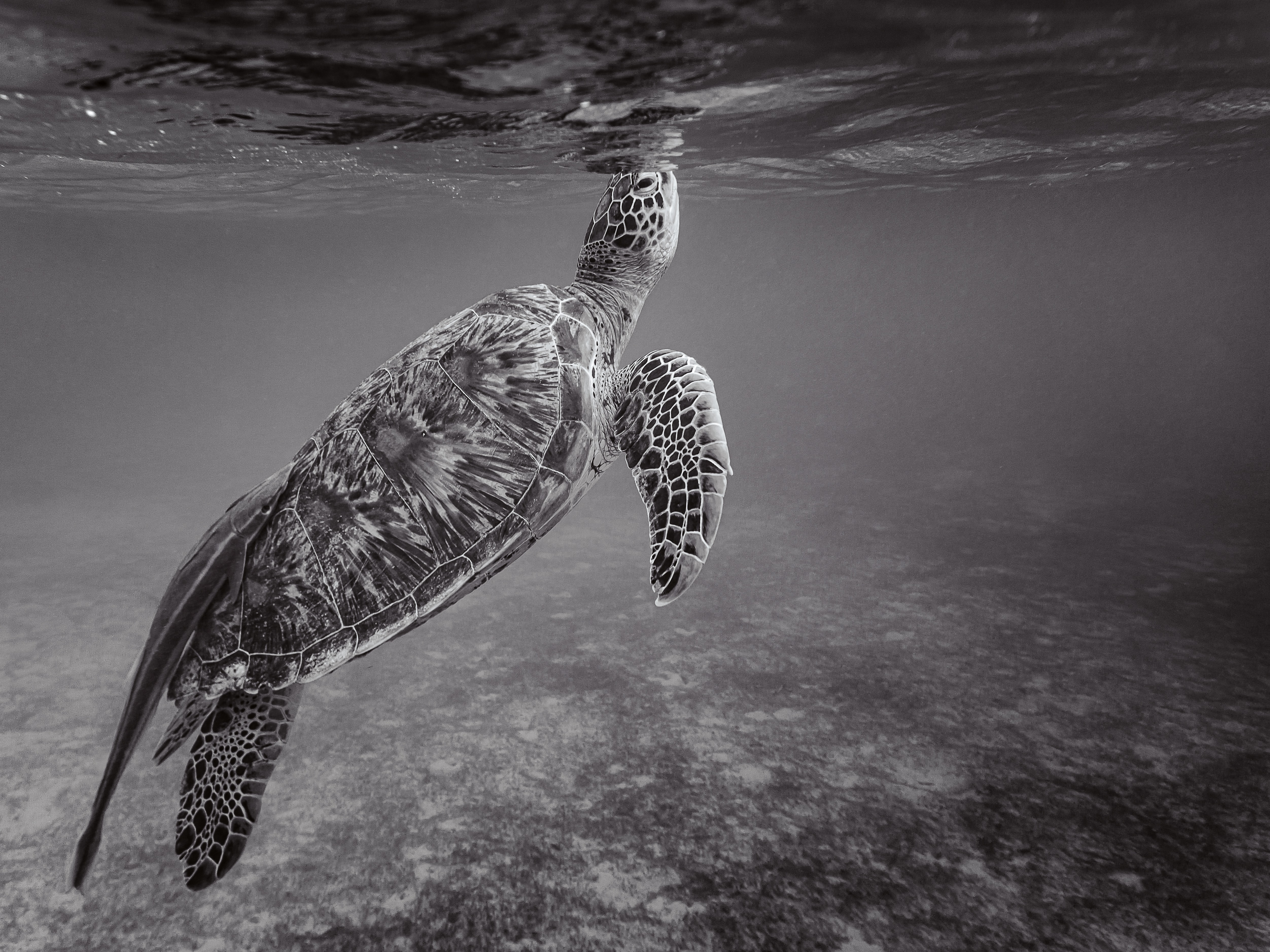 Turtle in Indian Ocean