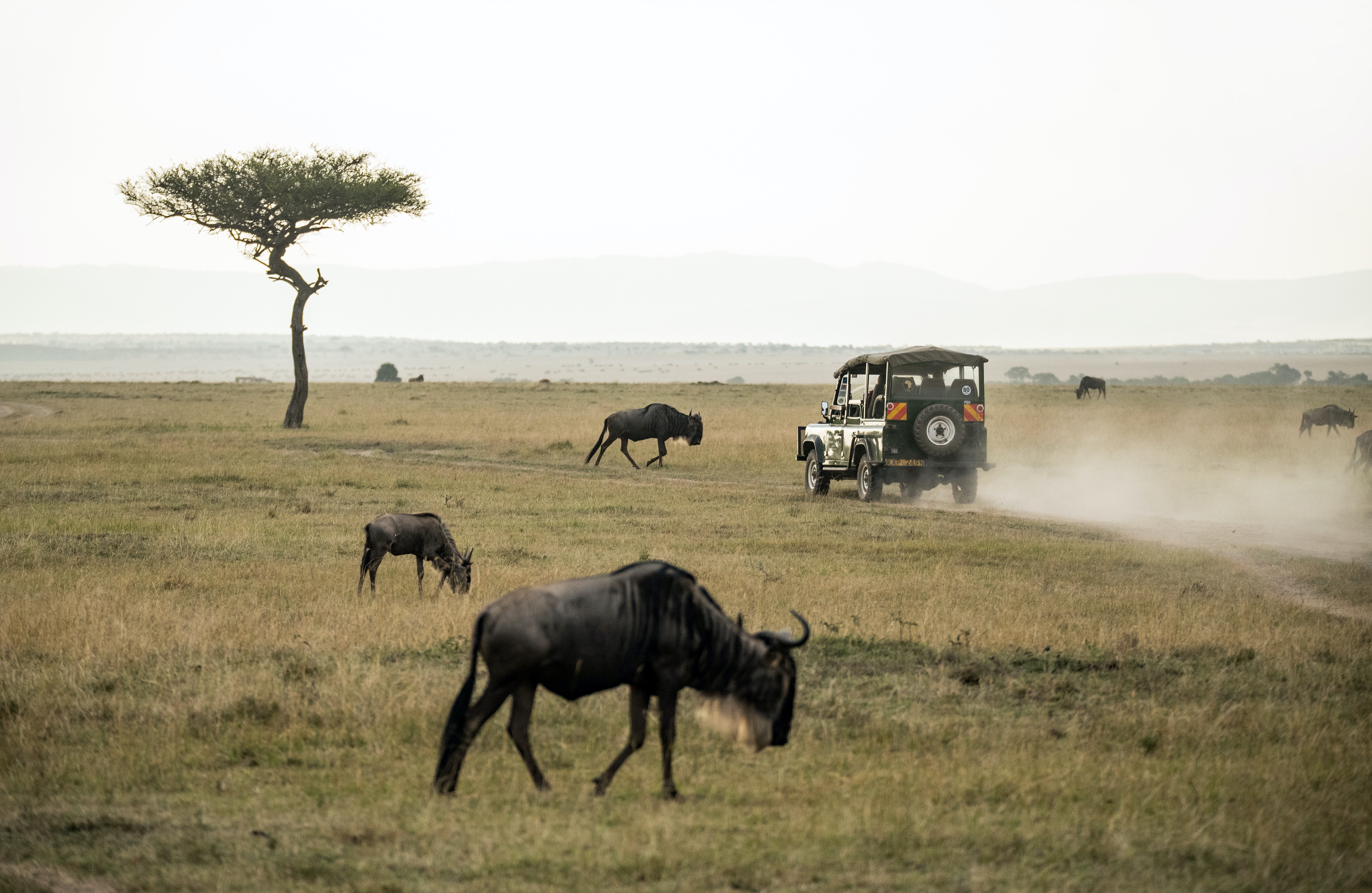 Tourist vehicle in Masai Mara