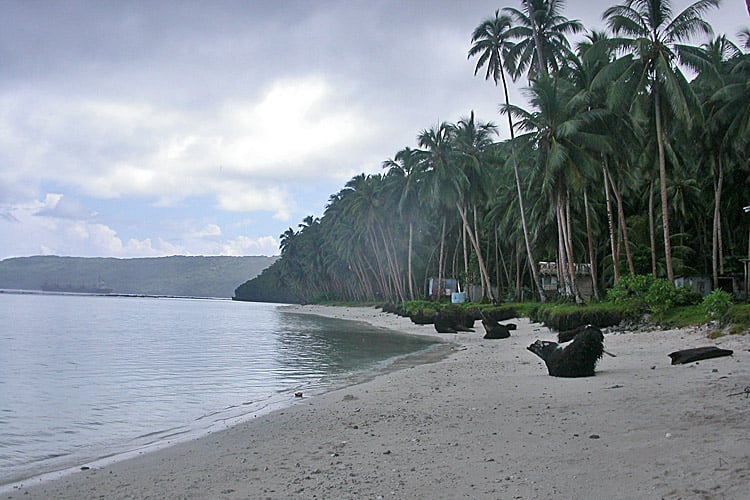 Coconut trees pictured along the beach in Rennell