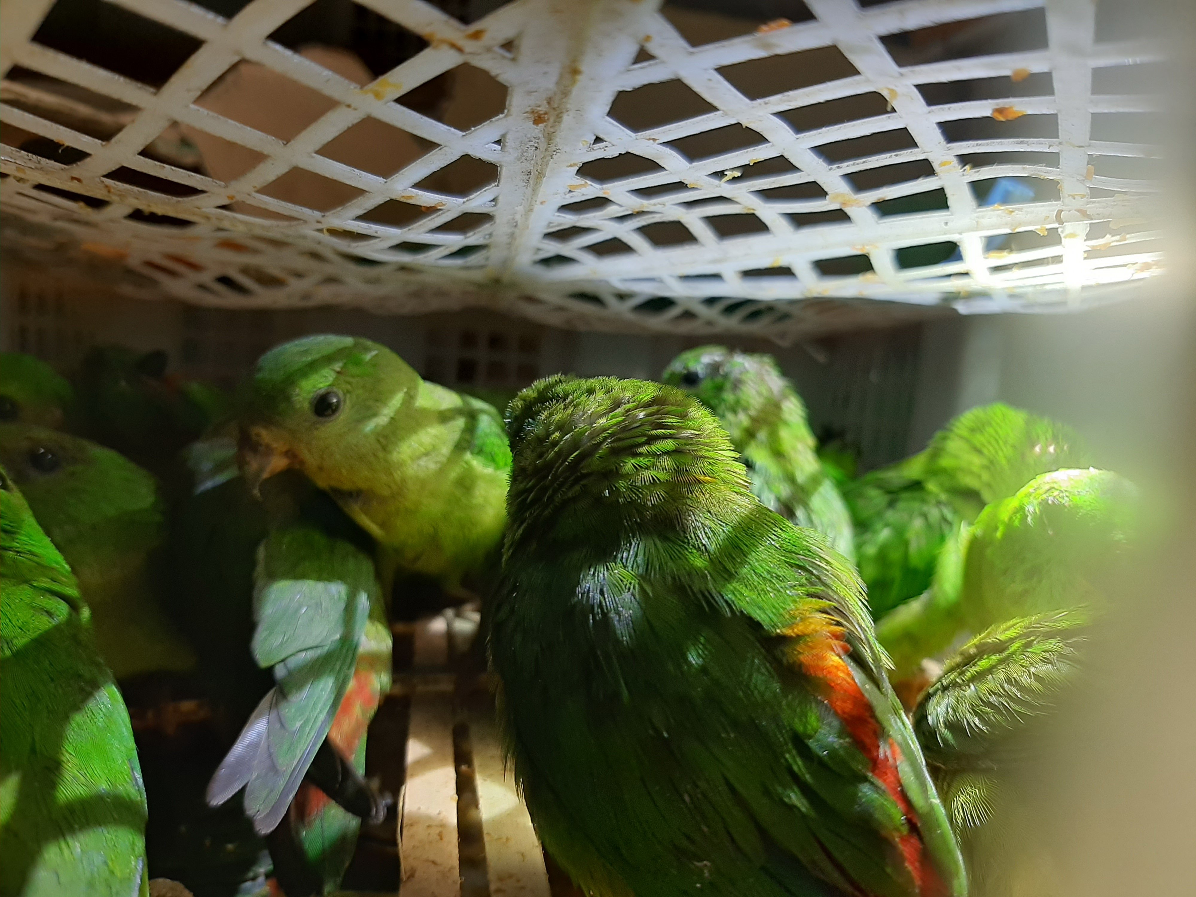 Captured birds in Indonesia