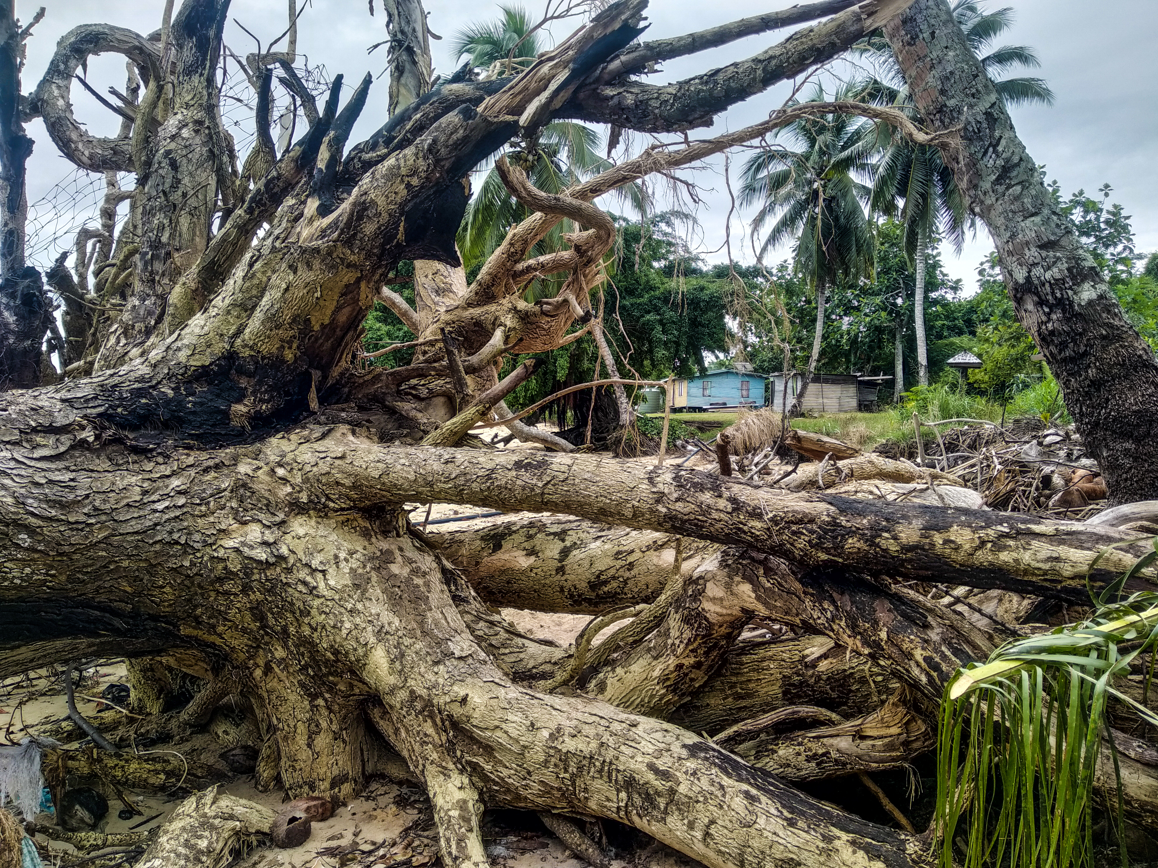 Tree skeletons in Kavewa