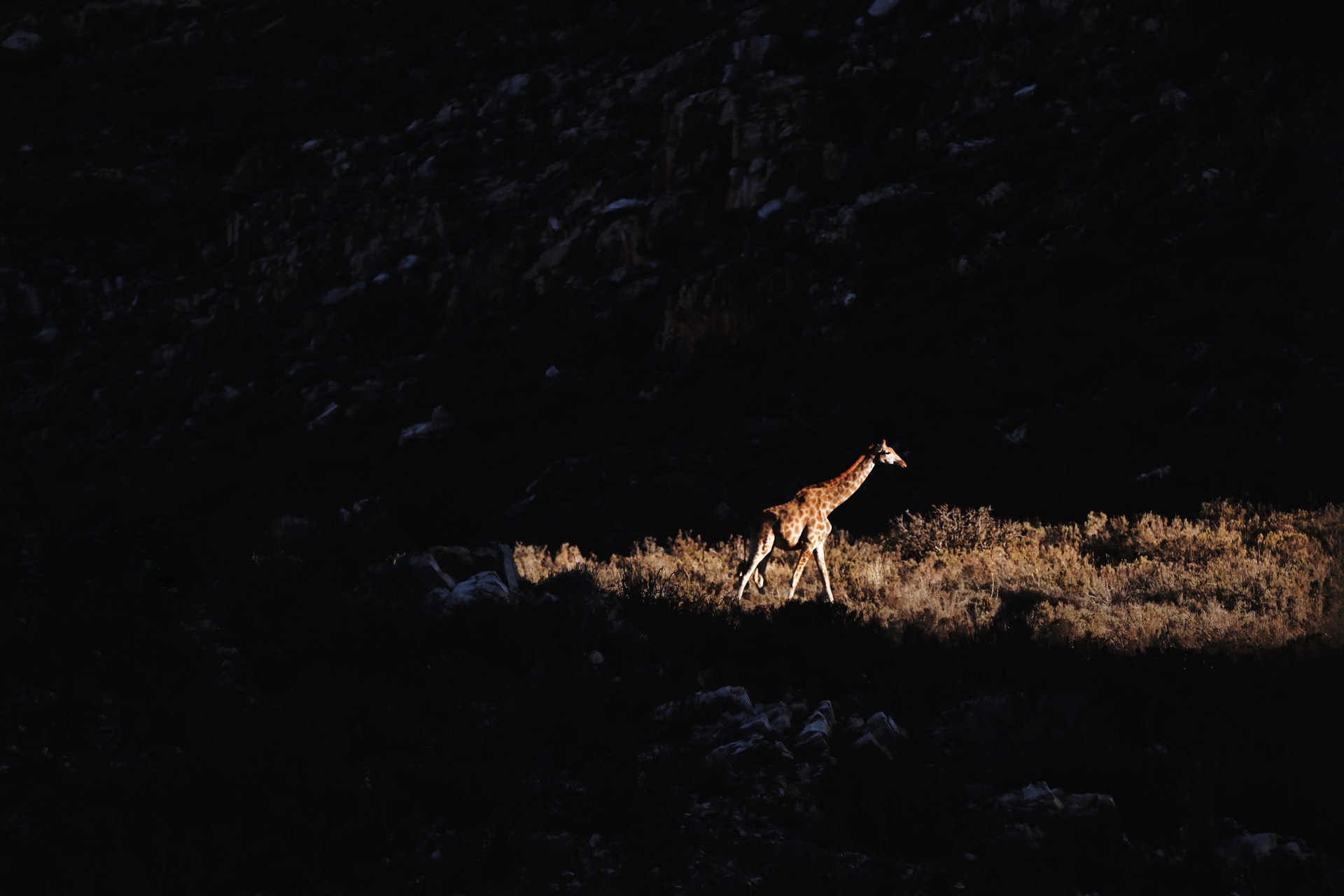 lone giraffe in South Africa