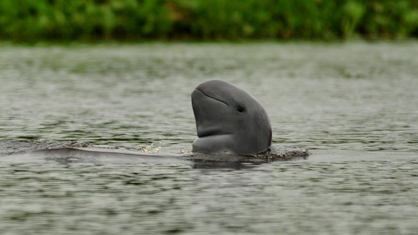 The many threats facing Indonesia's endangered Irrawaddy dolphins