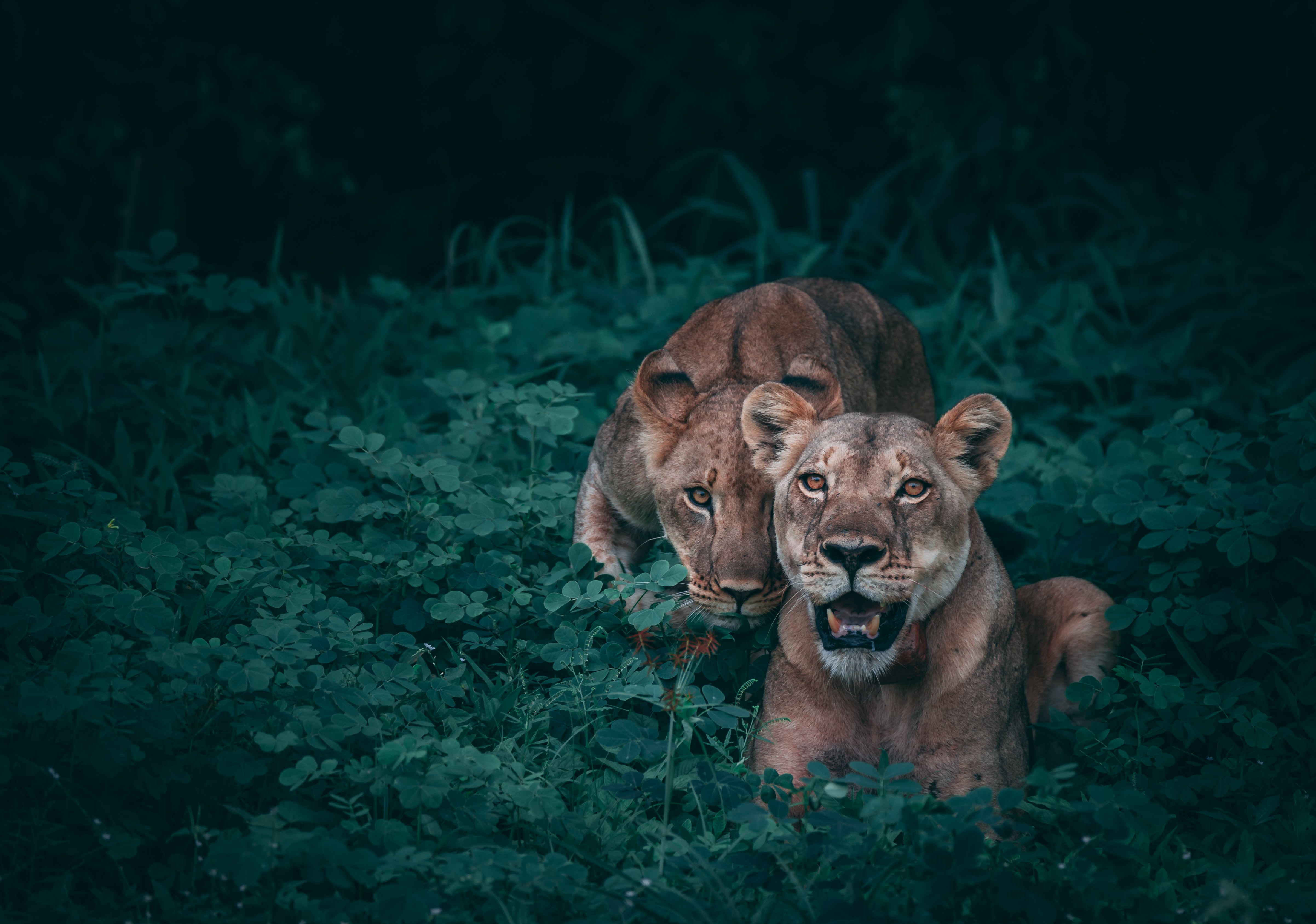 lion and cub in Botswana