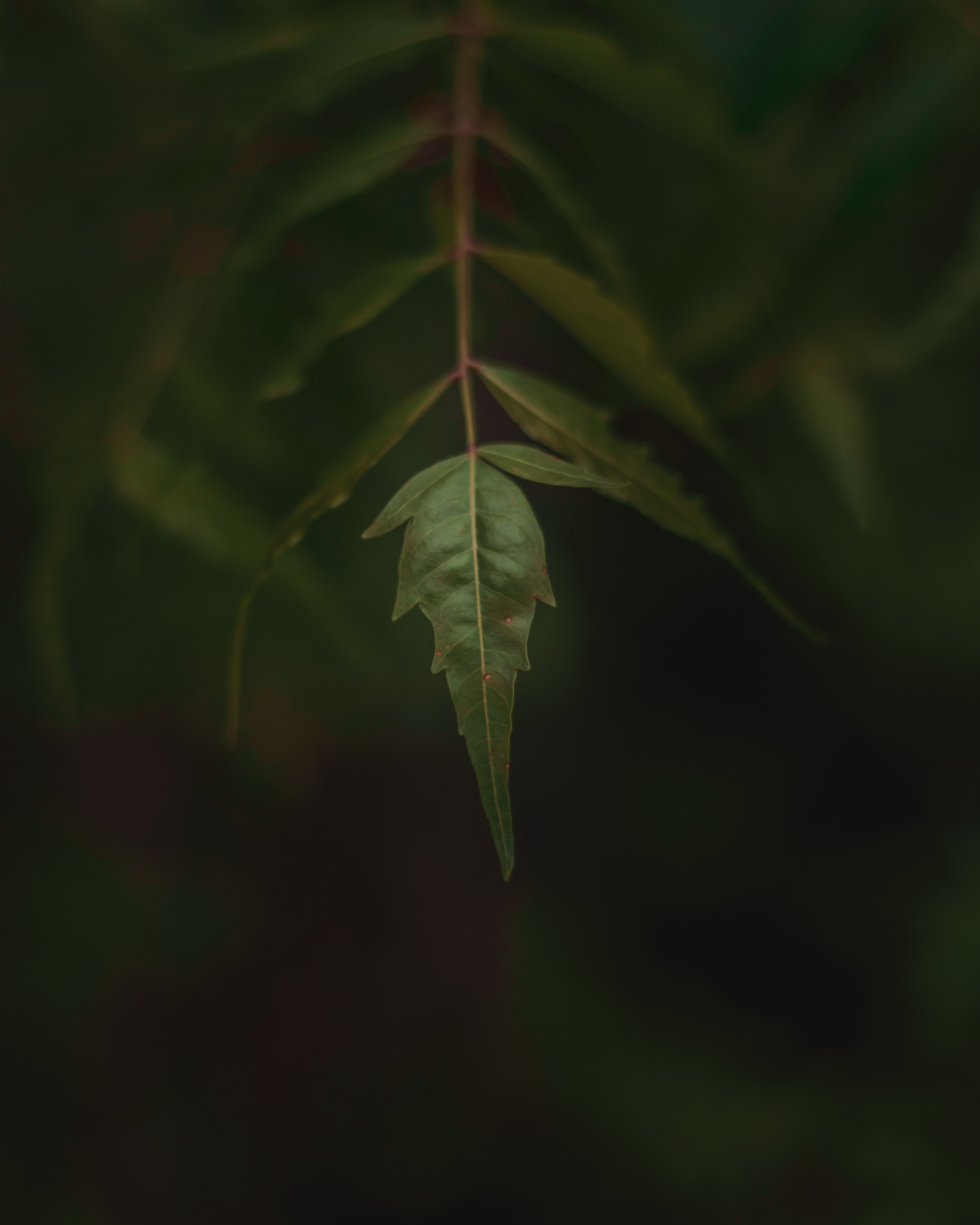 Neem leaf