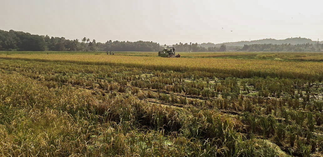 Rice field harvesting