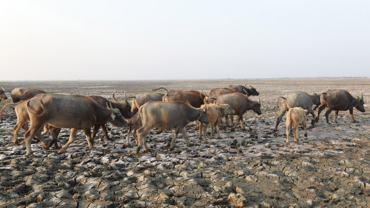 Buffalo herding suffers in coastal Bangladesh as soil and water grow  saltier | Earth Journalism Network