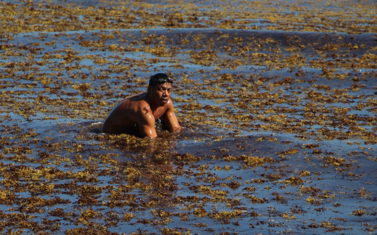 Man swimming in sargassum