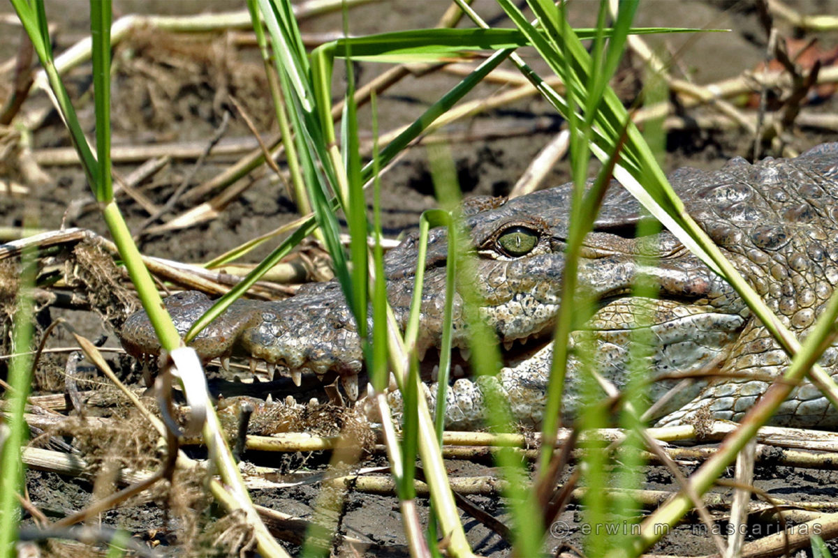 Crocodile in the marsh