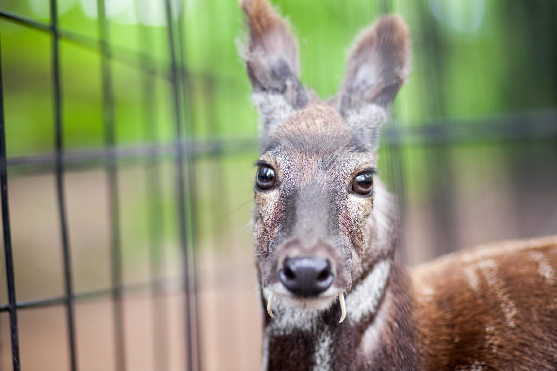 A Siberian musk deer in captivity. The Himalayan musk deer is one of the species which could be farmed for commercial purposes under new legislation in Nepal (Image: Yury Stroykin / Alamy)
