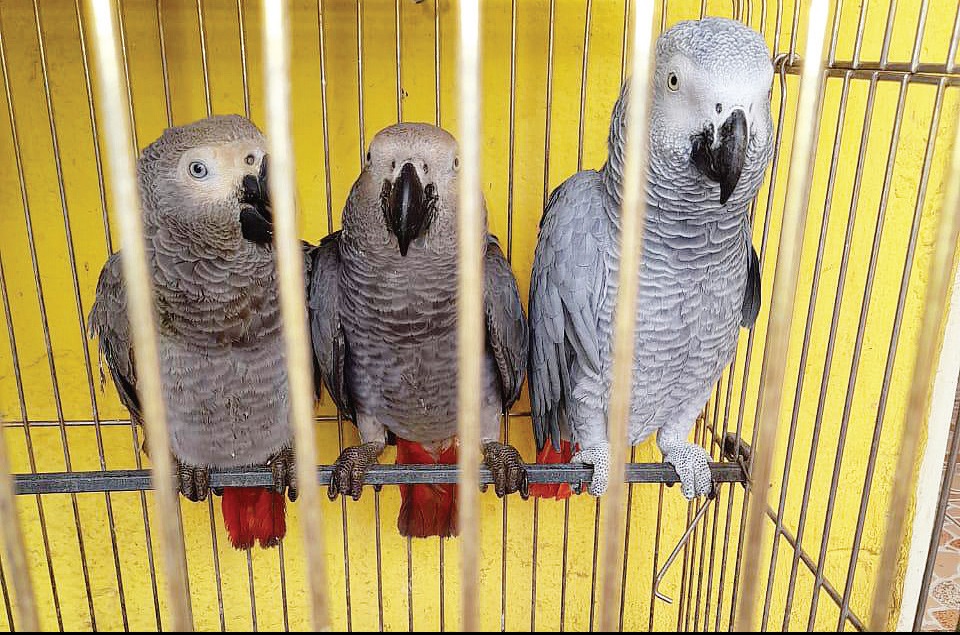 Kenya's talking bird, the African grey parrot, faces near-extinction |  Earth Journalism Network