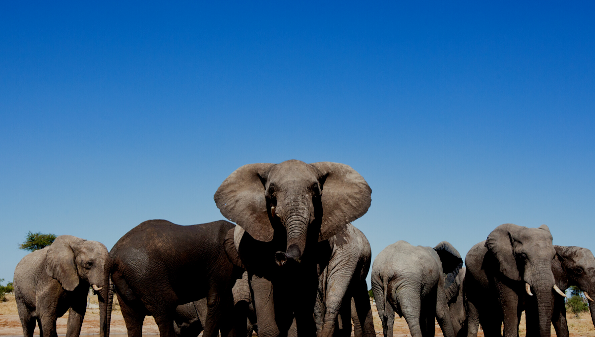 A herd of African elephants huddled together