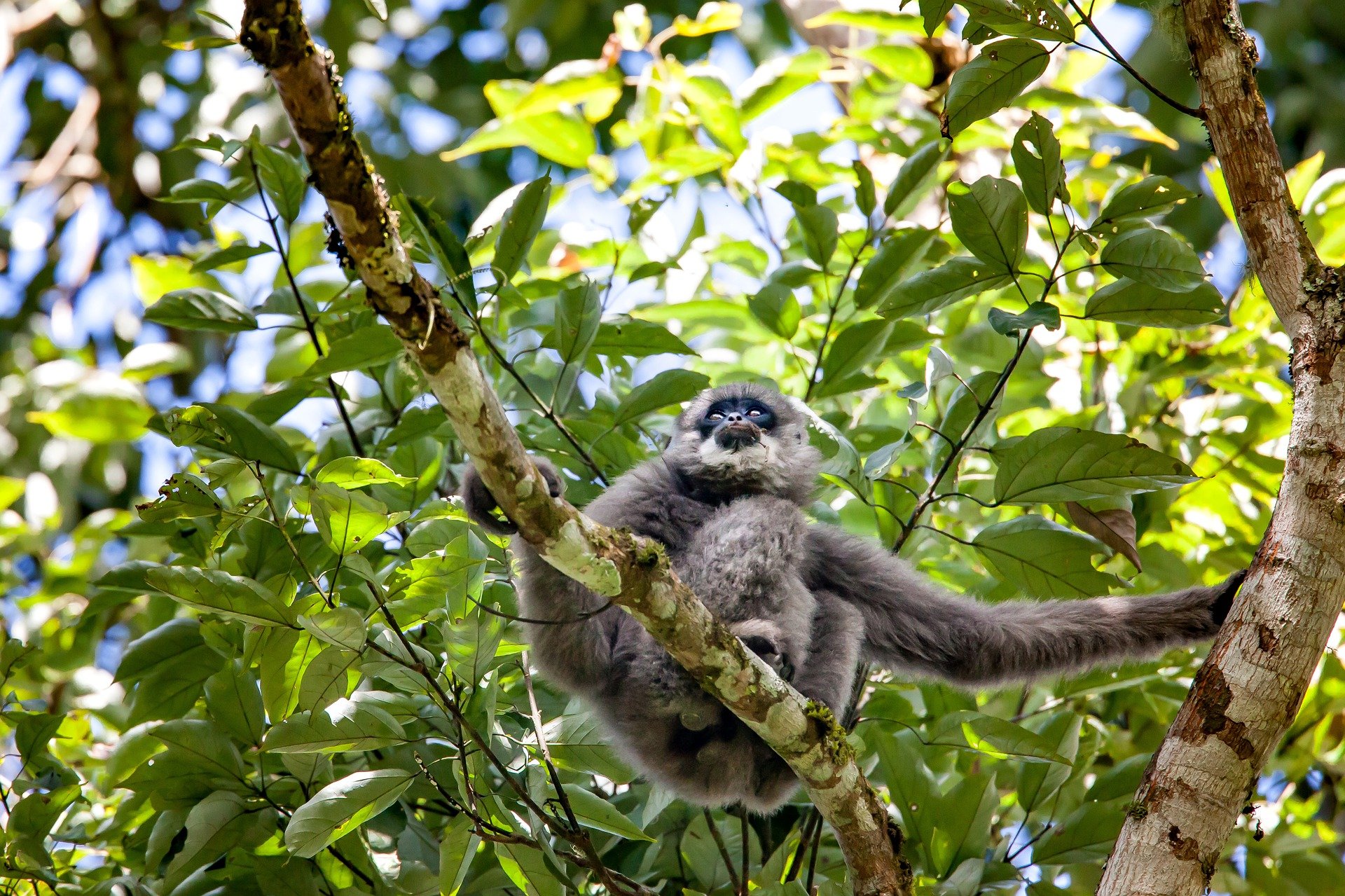 A gibbon seated on a branch in a forest. 