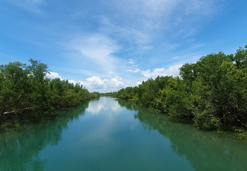 Bakhawan Eco-Park where mangroves are conserved 