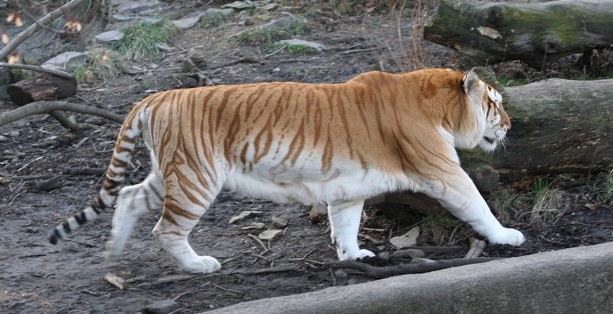 Golden Tiger' Sightings in Indian National Park Raise Worries About  Inbreeding Risks | Earth Journalism Network