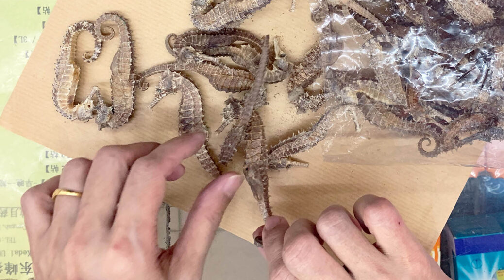 a pair of hands sorting out dried seahorses.