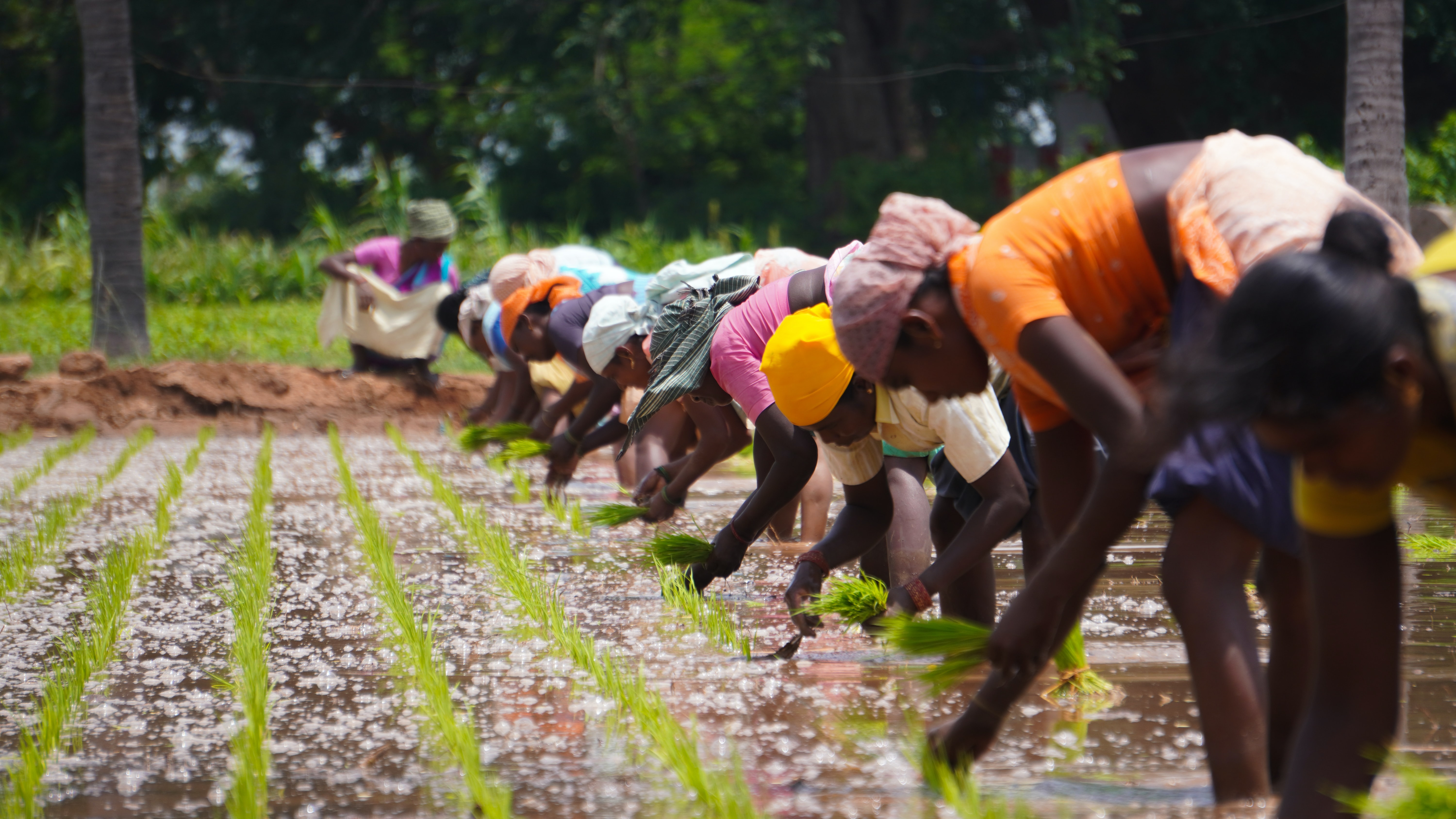 women farmers in a paddy field in Tamil Nadu, India