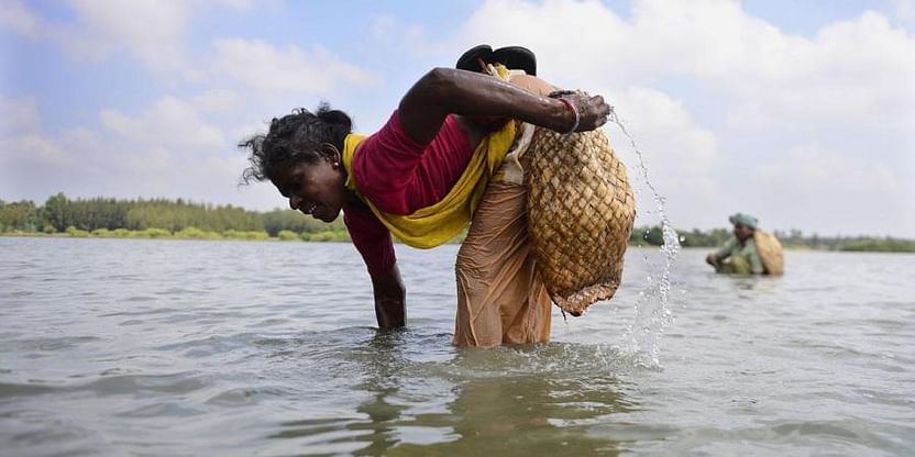 A women collects shellfish in the backwaters of Kaliveli.