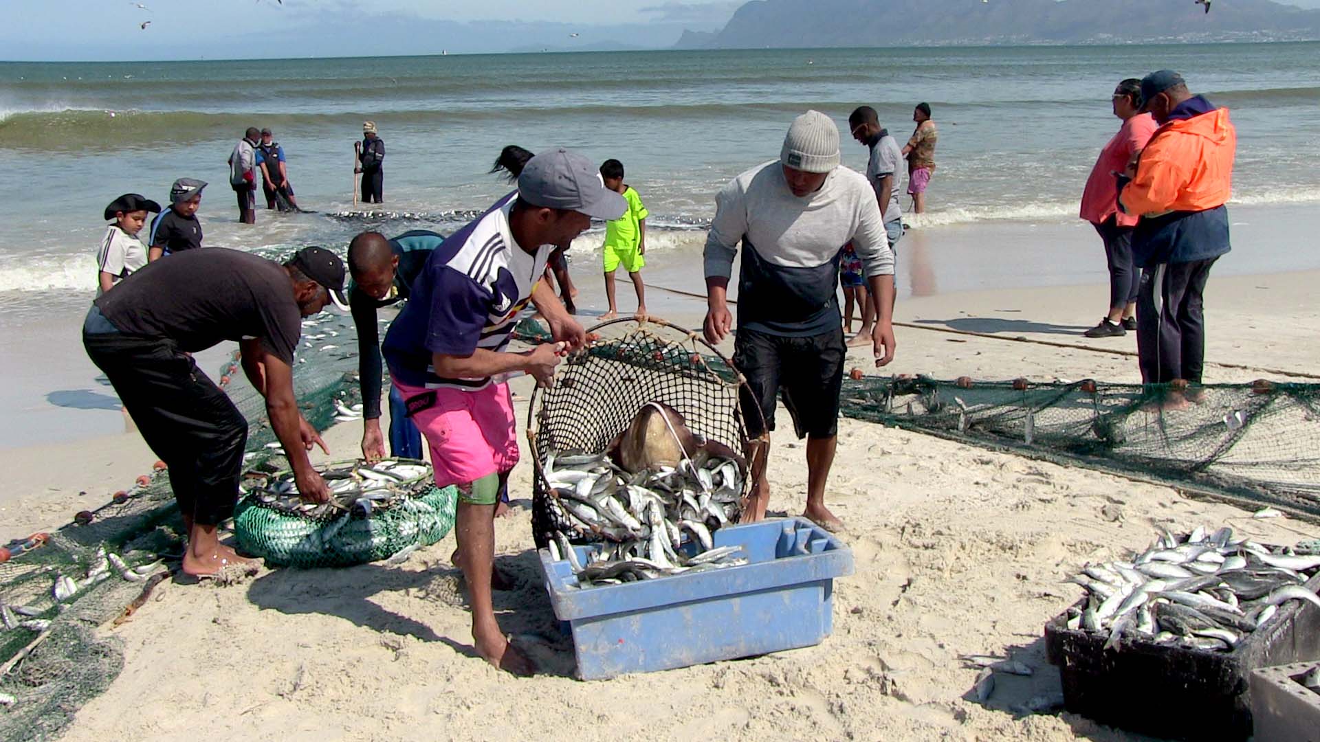 fishermen empty their catch into buckets on the shore