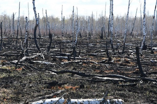 The Red Forest fire zone near Chernobyl