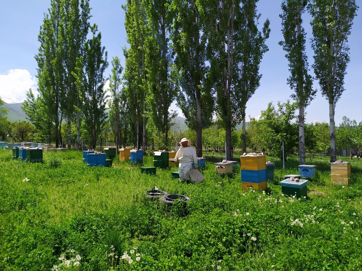 Beekeepers in a field: Photo credit Baktygul Chynybaeva 