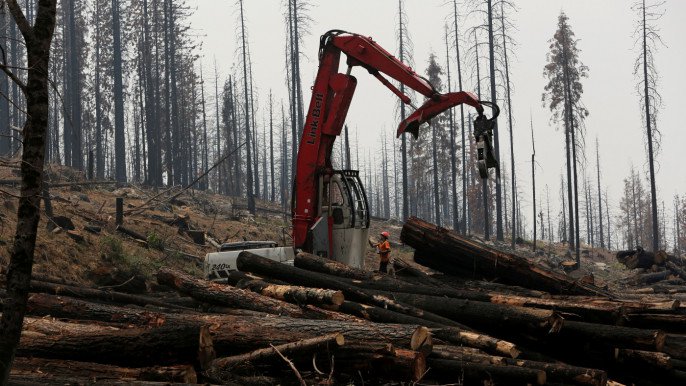 An active logging site is pictured among burnt trees from the Rim fire near Groveland, California July 30, 2014. Photo: Reuters