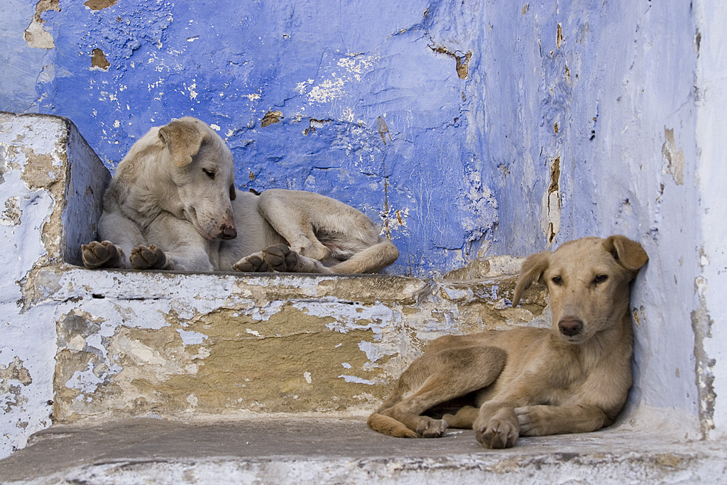 two stray puppies rest on steps