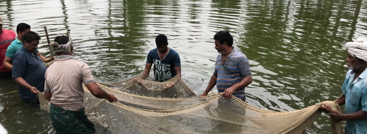 Catching the fish at the aqua farm in Vishakapatnam / CreditL: Monika Mondal.