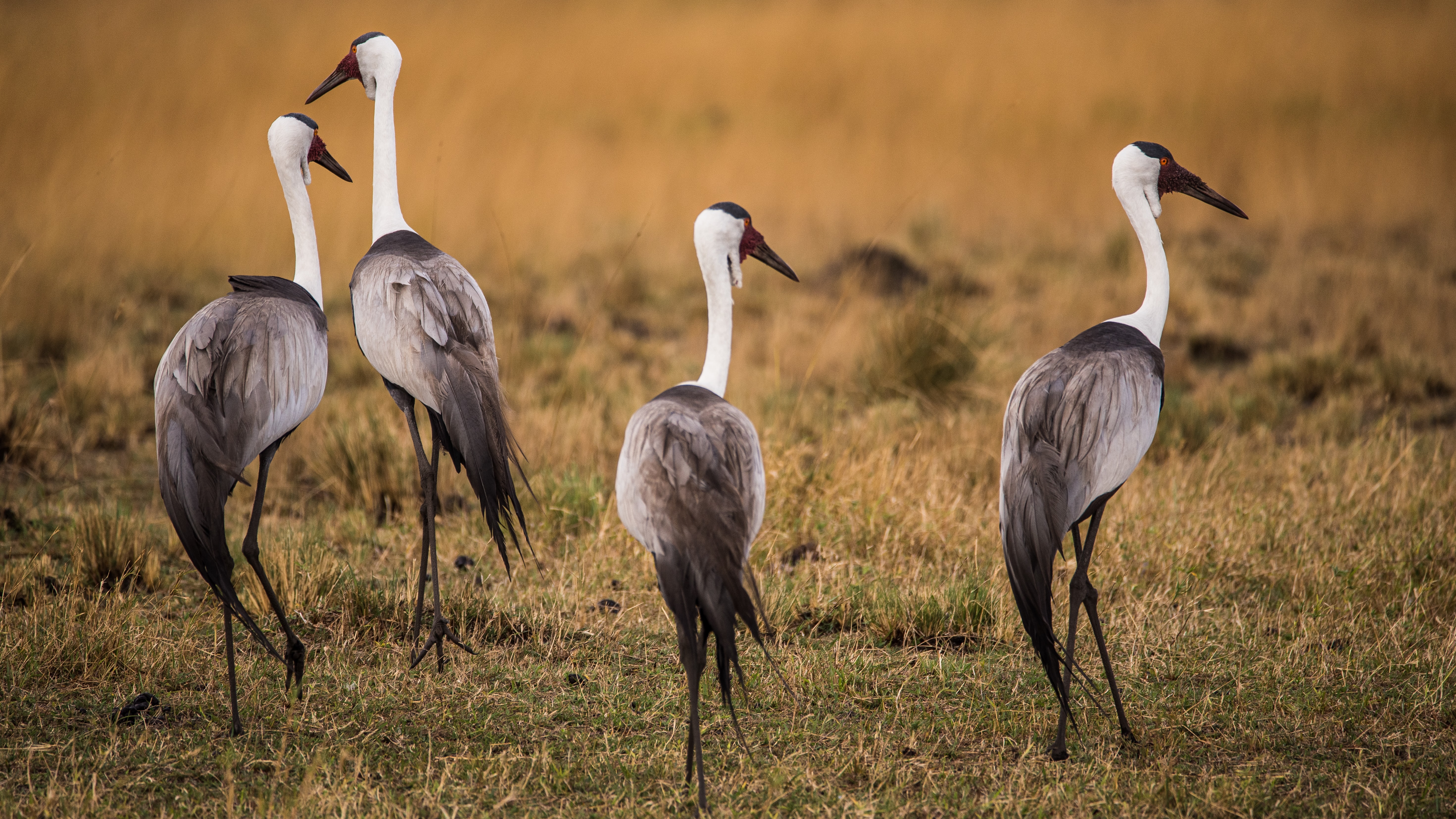 cranes in Zambia