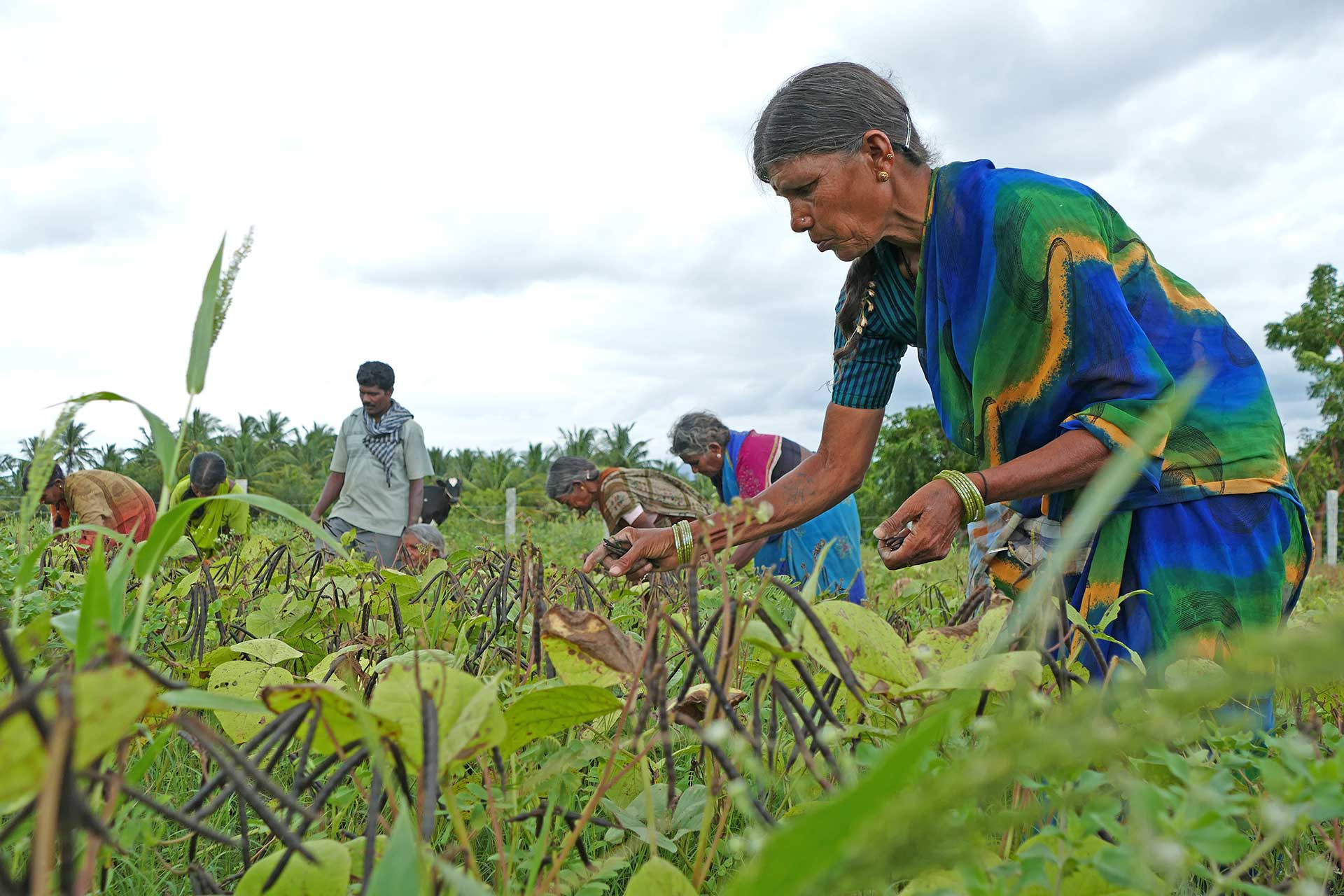 a woman in a sari harvests a crop in a field