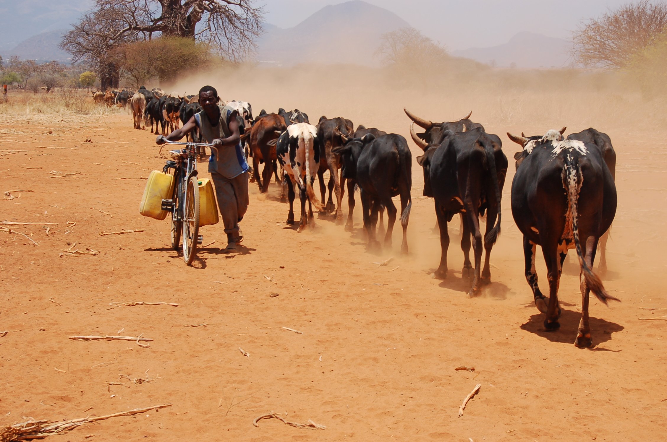 a herd of cattle and a person on a bicycle traveling long distances for water on a dusty road