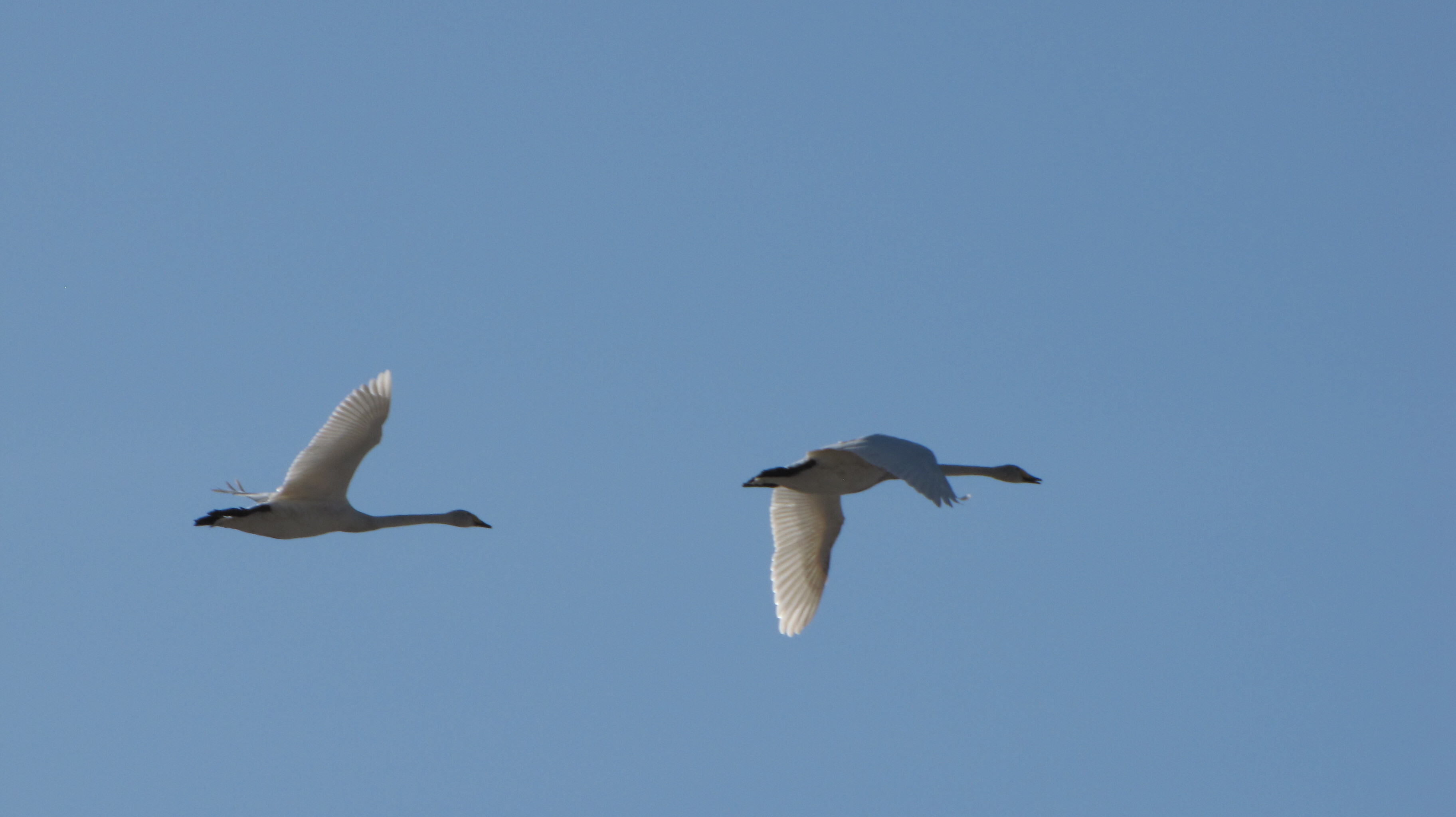 two whooper swans in flight